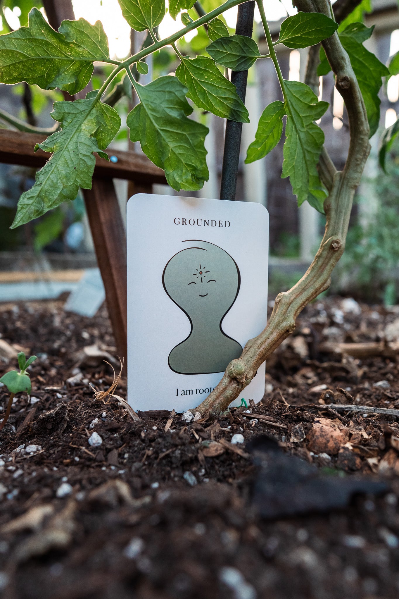 Seeds of Illumination