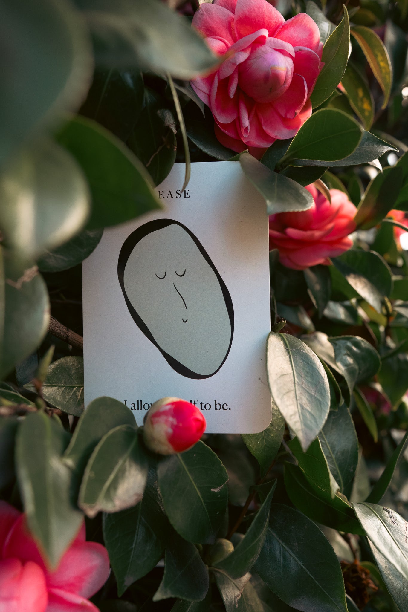 Seeds of Illumination