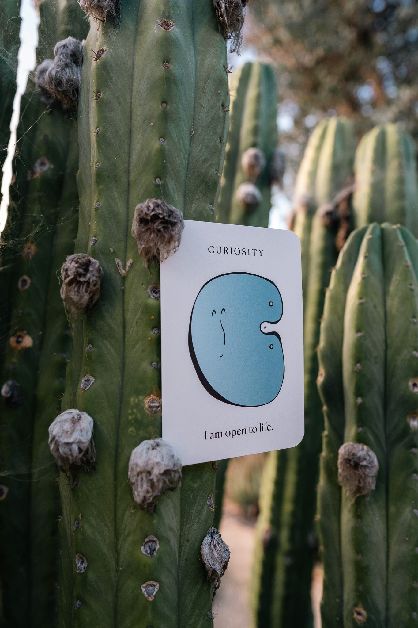 Seeds of Illumination