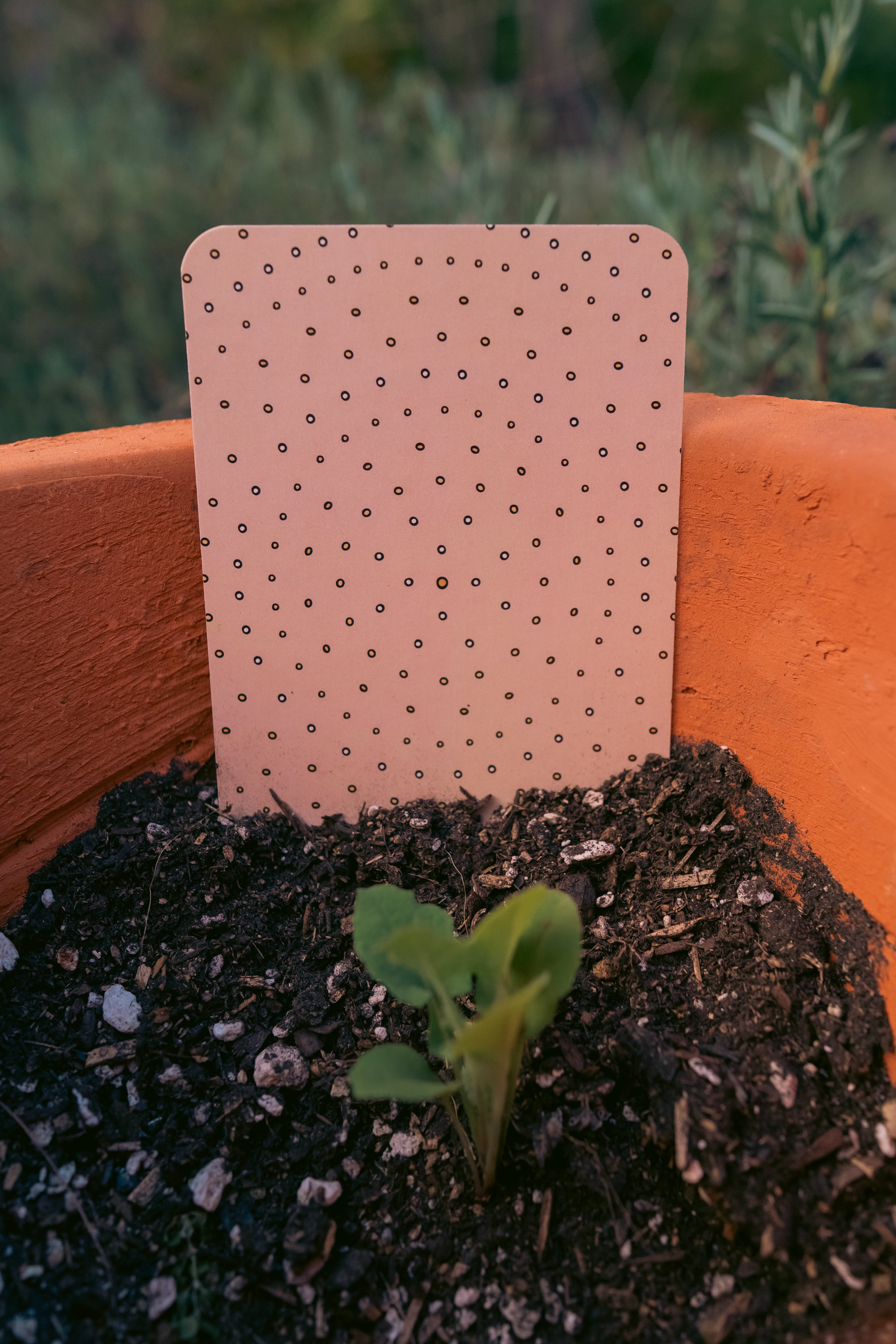 Seeds of Illumination